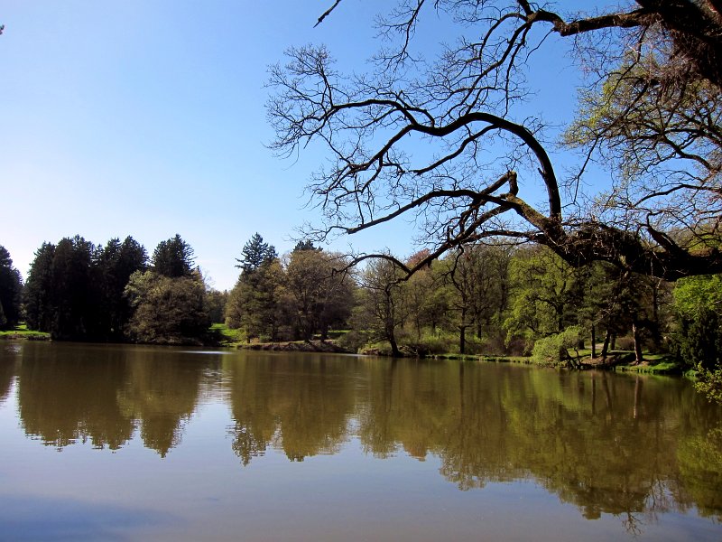 IMG_6710_1.jpg -                                Z hráze rybníka Labeška je krásný pohled na plasticitu těchto porostů, ale hlavní efekt lze sledovat z vycházkových pěšin, vedoucích příčně porostem, kdy se opakovaně otvírají výhledy na vodní hladinu, tedy již zmiňovaný „point du vue.