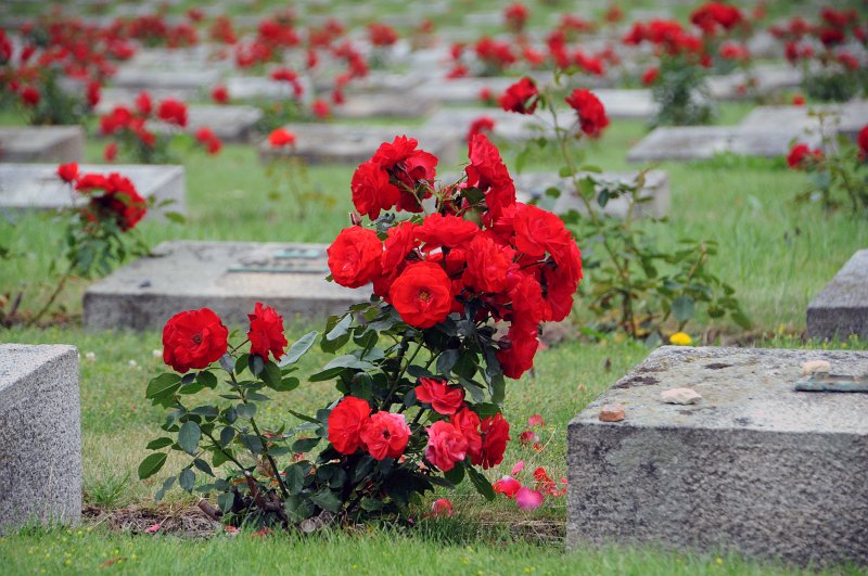DSC_6693_1.jpg - V Terezíně zemřelo na 35000 vězňů. Mrtví byli nejprve pohřbíváni v prostoru Bohušovické kotliny, kde postupně vznikl Židovský hřbitov. Národní hřbitov před Malou pevností byl zřízen uměle až po válce. Celkem 2386 jednotlivých urnových i kosterních hrobů a pět hromadných hrobů, v nichž jsou pochovány tisíce dalších, zde připomíná hrůzy páchané v Terezíně za druhé světové války. Celkem je zde pohřbeno asi 10000 lidí.