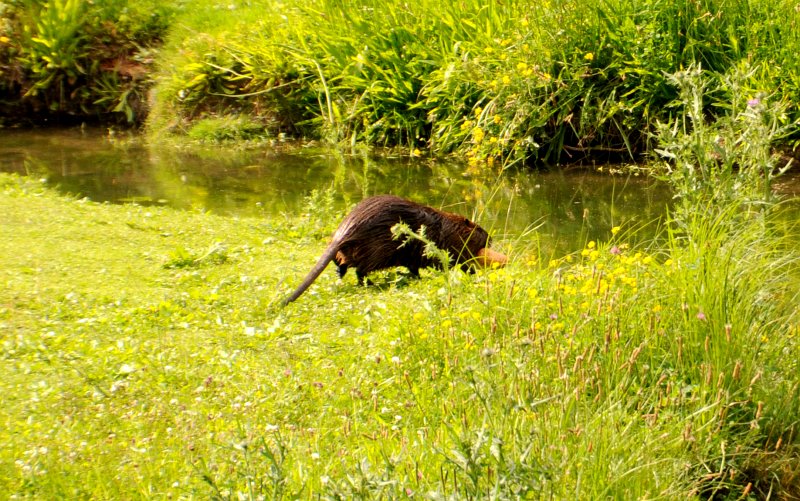 DSC_7057_2a.jpg - Tělo dospělé nutrie je dlouhé 40-70 cm, ocas je dlouhý 30-45 cm a věděli jste, že po úmrtí jedince se mezi 2.-5.hodinou samovolně oddělí? Tenhle jedinec právě na břehu sebral rohlík a beží si ho namočit do vody :-)