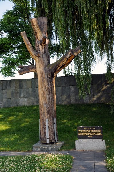 DSC_7082_1.jpg - Teno strom byl o novém roce stromů (15.šévat) roku 1943 židovskou mládeží terezínského ghetta zasazen, náboženskou obcí v Praze o témž dni roku 1948 na tento hřbitov přesazen a vzat pod její ochranu.