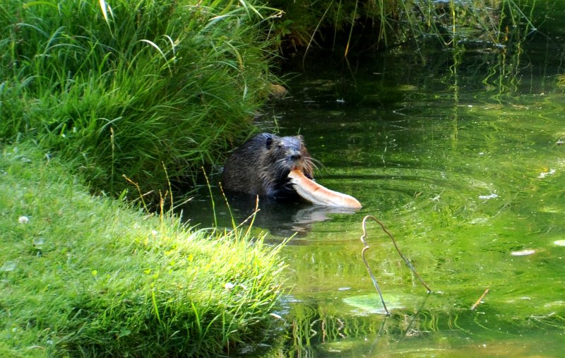 DSC_7103_2a.jpg - Nutrie nebo ondatra pózuje s rohlíkem.