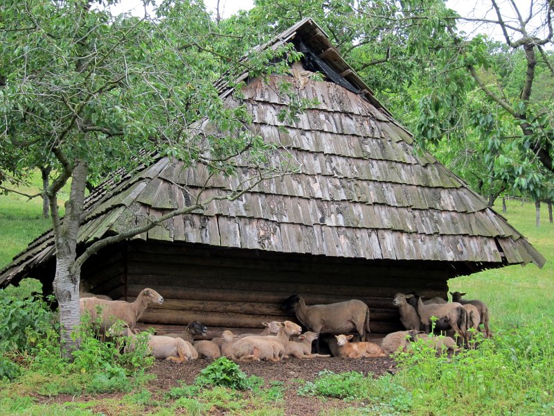 IMG_0866_1.jpg - Stoupáme do kopce a cestu lemují výběhy pro zvířata. Postupně míjíme krávy, stádo koz, stádo oveček...