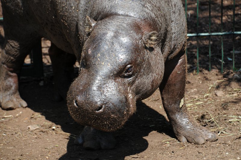 DSC_4105.JPG - Hroch