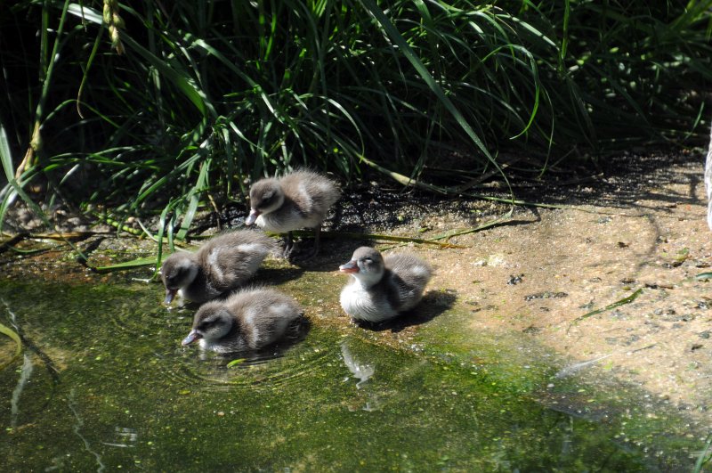 DSC_4111_1.jpg - Kachničky