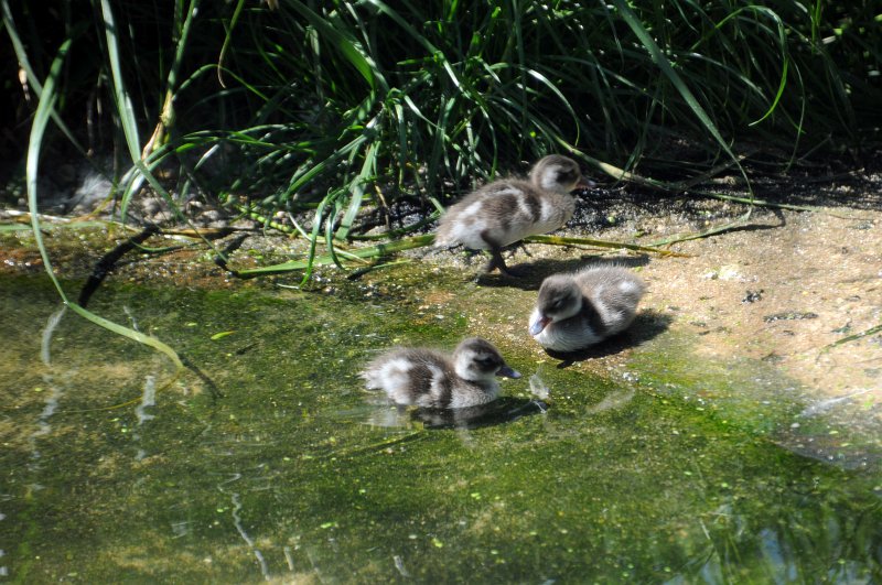 DSC_4115_1.jpg - Kachničky