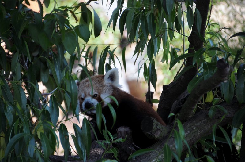 DSC_4148_1.jpg - Panda červená