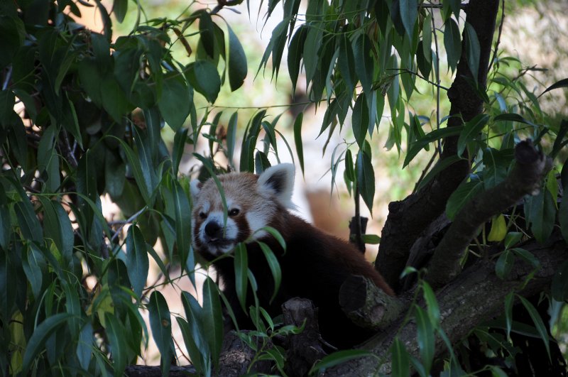 DSC_4150_1.jpg - Panda červená