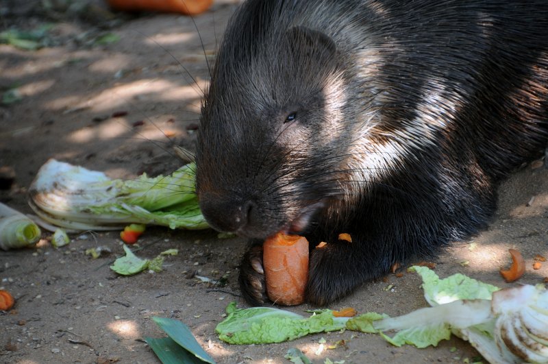 DSC_4162_1.jpg - Dikobraz