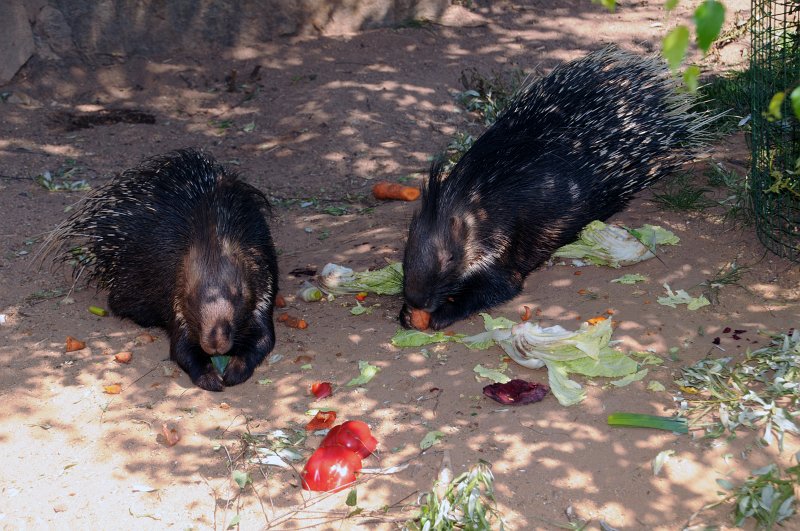 DSC_4168_1.jpg - Dikobraz