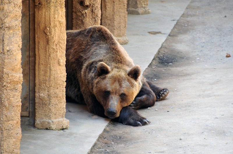 DSC_4179_1.jpg - Medvěd hnědý