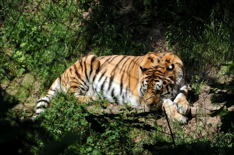 DSC_4187_1.jpg - Tygr usurijský