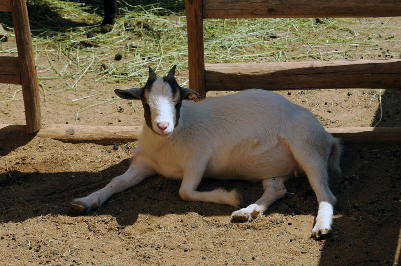 DSC_4190_1.jpg - Koza domácí