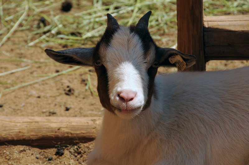 DSC_4194_1.jpg - Koza domácí
