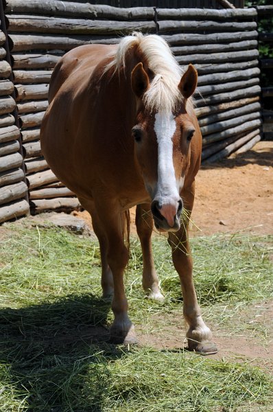 DSC_4220_1.jpg - Kůň