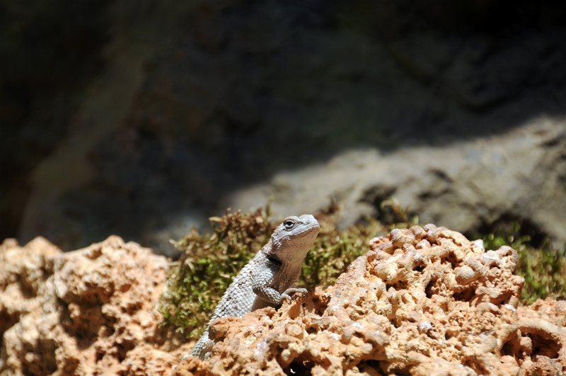 DSC_4234_1.jpg - Leguánek ostnitý