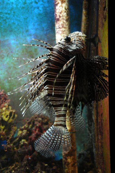 DSC_4463.JPG - Perutýn