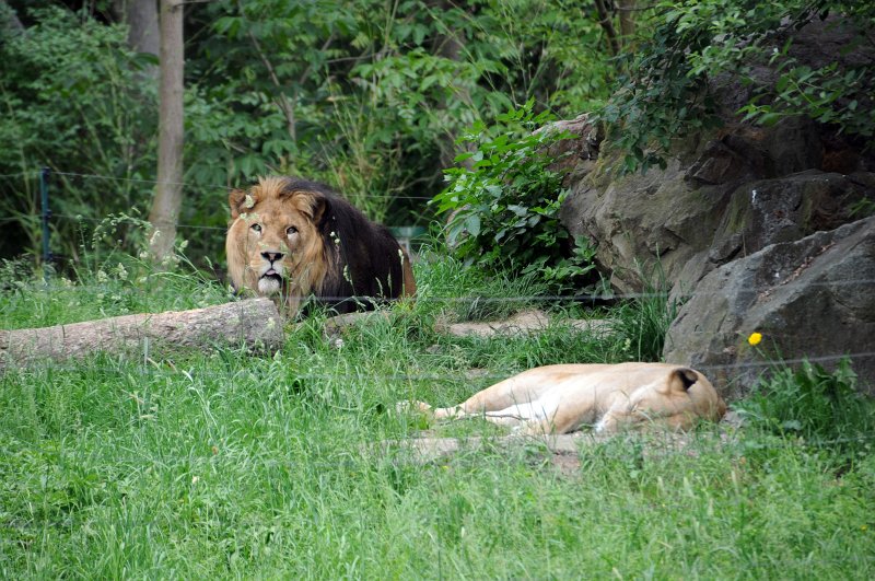 DSC_4490_1.jpg - Páreček....lev a lvice