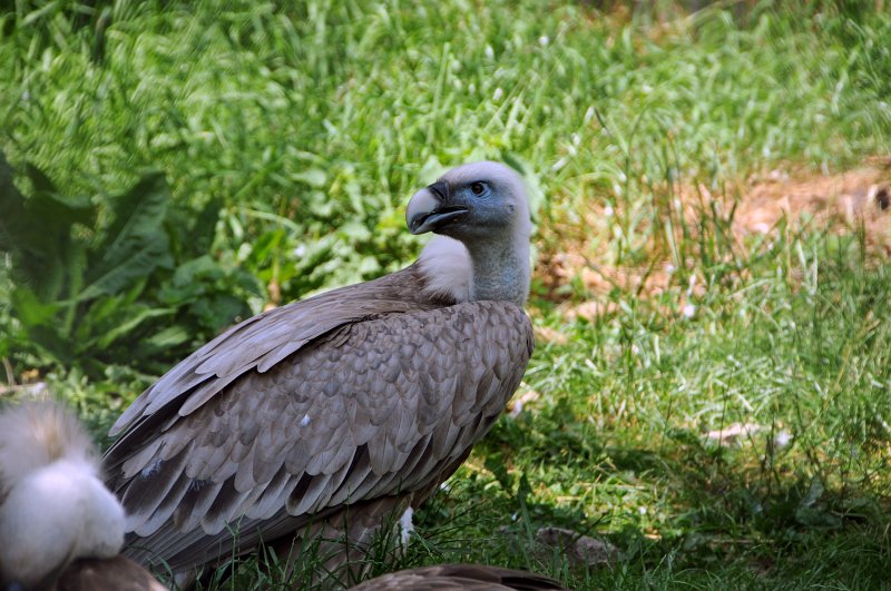 DSC_4541_1.jpg - Sup bělohlavý