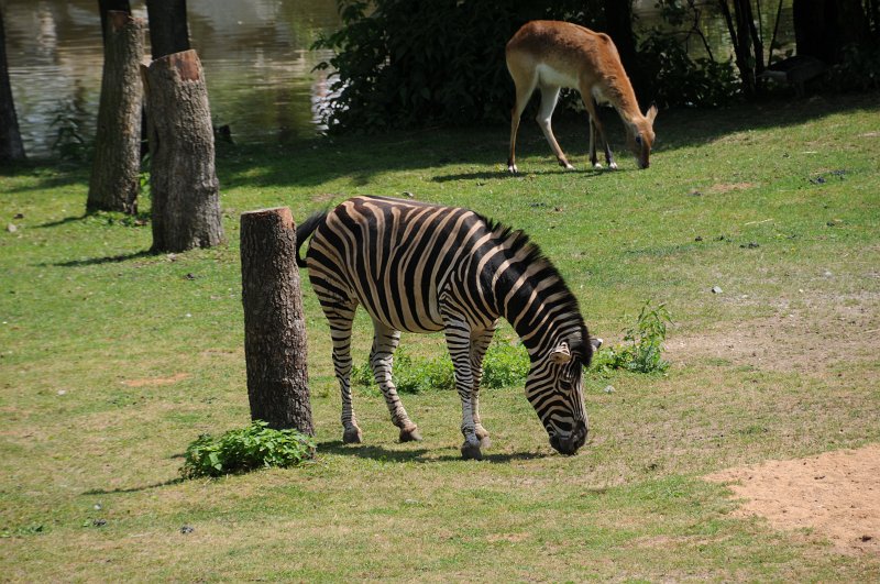 DSC_4549.JPG - Zebra