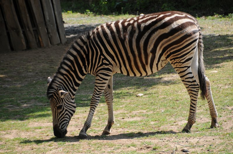 DSC_4554.JPG - Kolik mám pruhů?