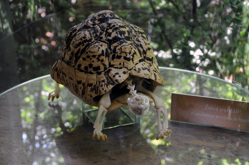 DSC_4564_1.jpg - Kostra želvy pardálí