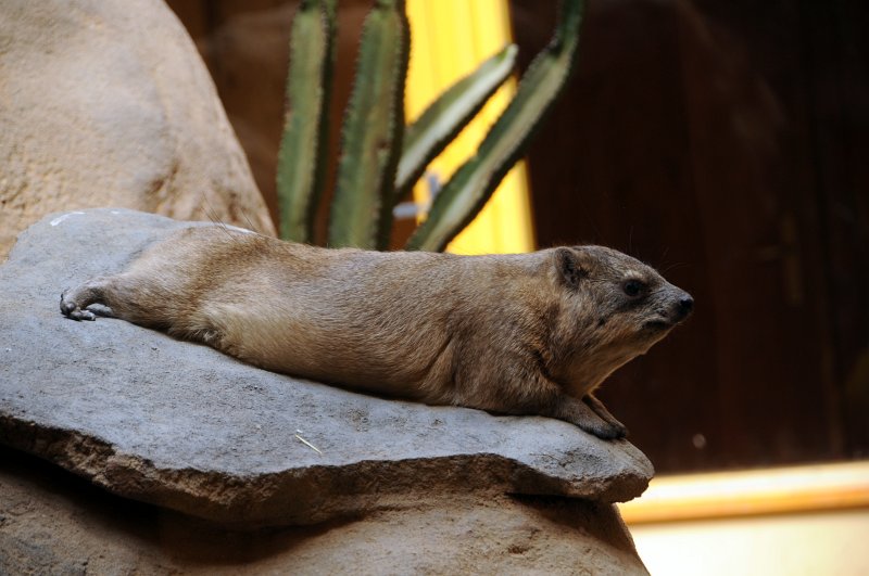 DSC_4576_1.jpg - Daman kapský