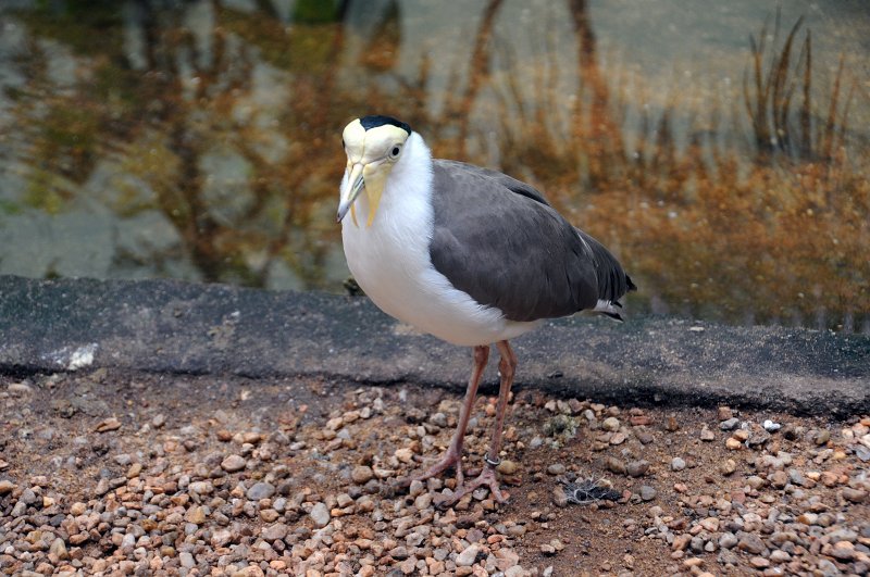 DSC_4594_1.jpg - Čejka laločnatá