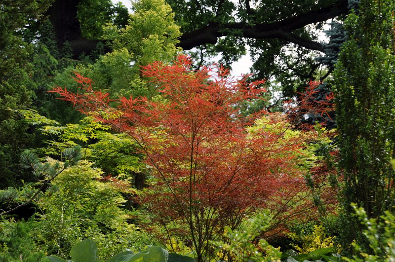 DSC_4649_1.jpg - Šówa-en, Japonská zahrada