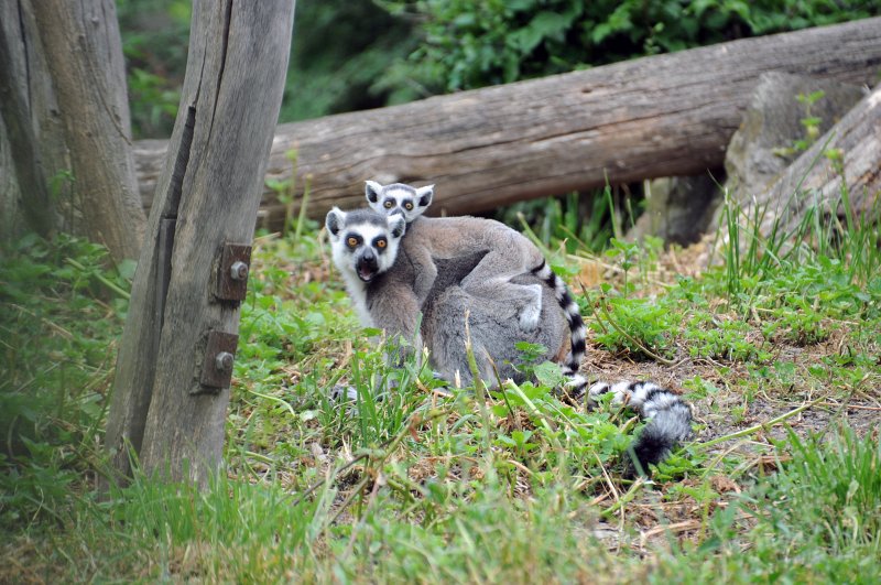 DSC_4676_1.jpg - Lemuři