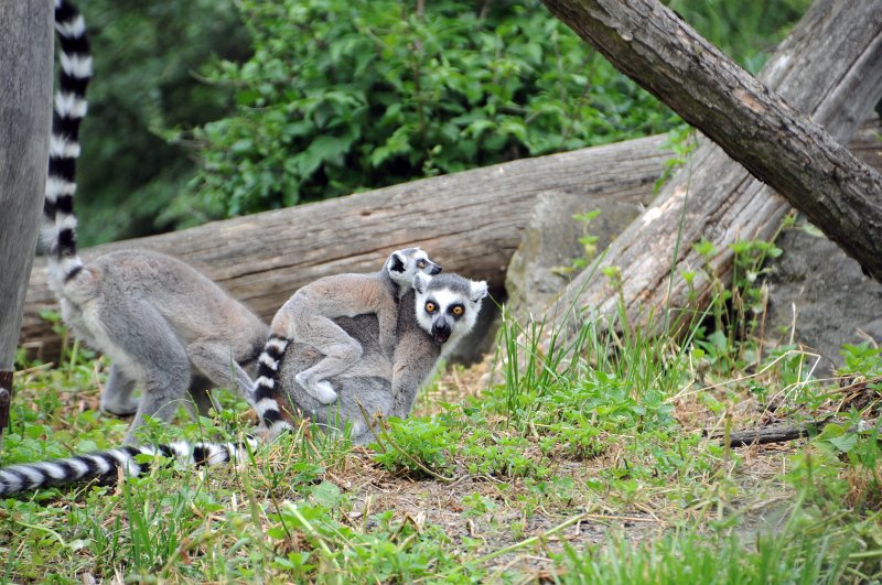 DSC_4688_1.jpg - Lemuři