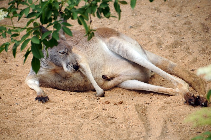 DSC_4712_1.jpg - Klokanka s klokáňatem...