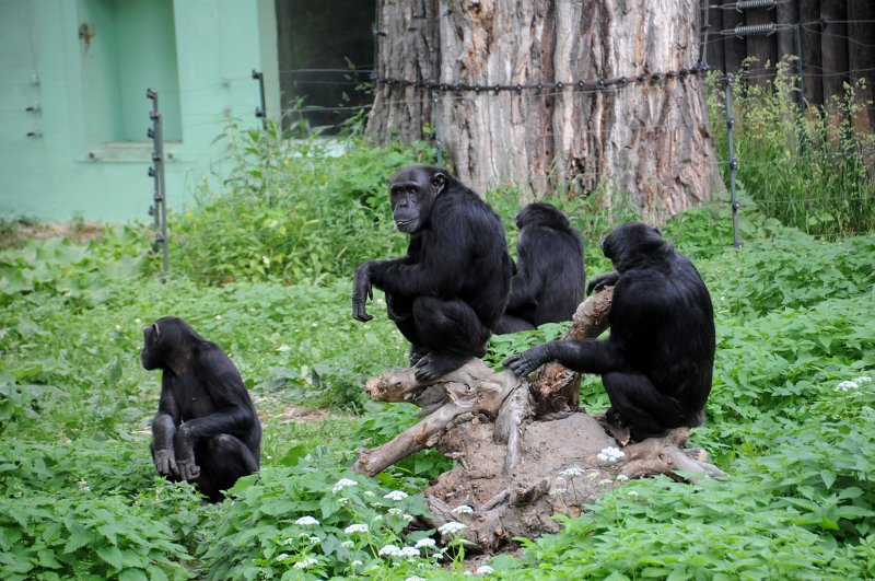 DSC_4729_1.jpg - Šimpanzi