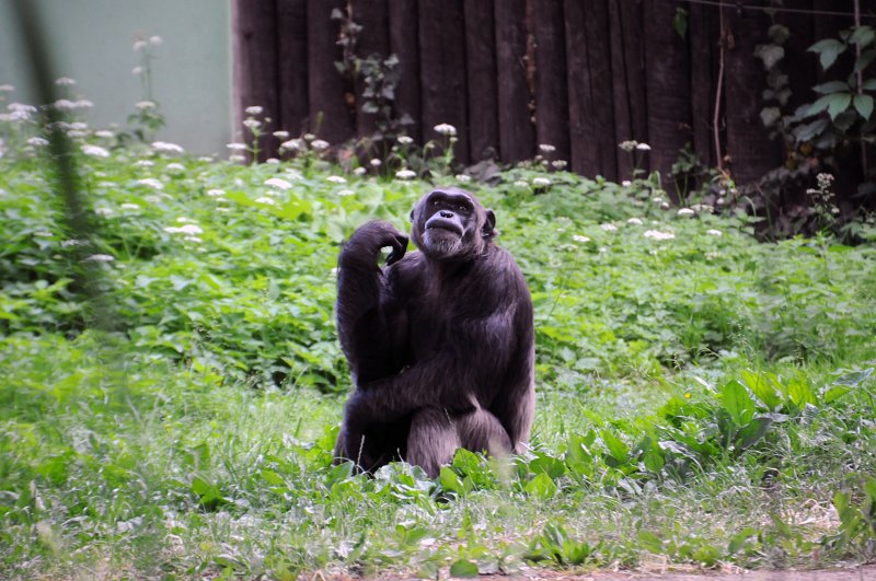 DSC_4760_1.jpg - Šimpanzi