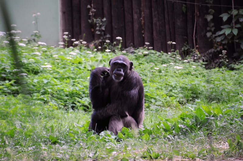 DSC_4763_1.jpg - Šimpanzi