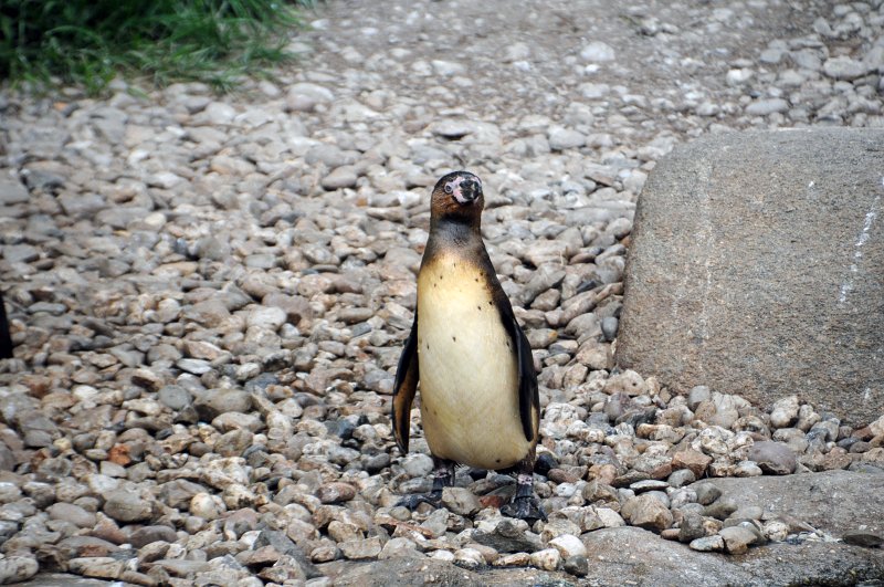 DSC_4770_1.jpg - Tučňák