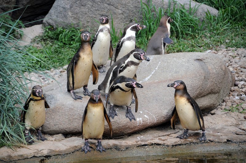 DSC_4785_1.jpg - Tučnáci