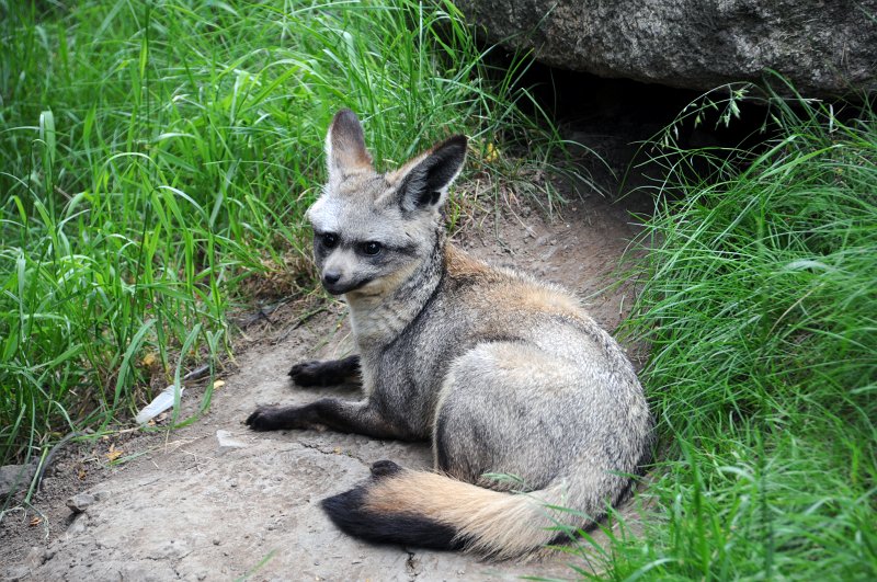DSC_4828_1.jpg - Babičko, vy máte tak veliké uši.....