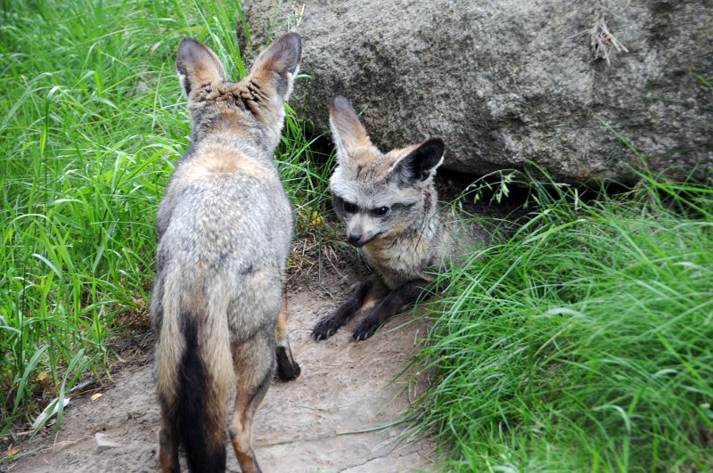 DSC_4837_1.jpg - Pes ušatý