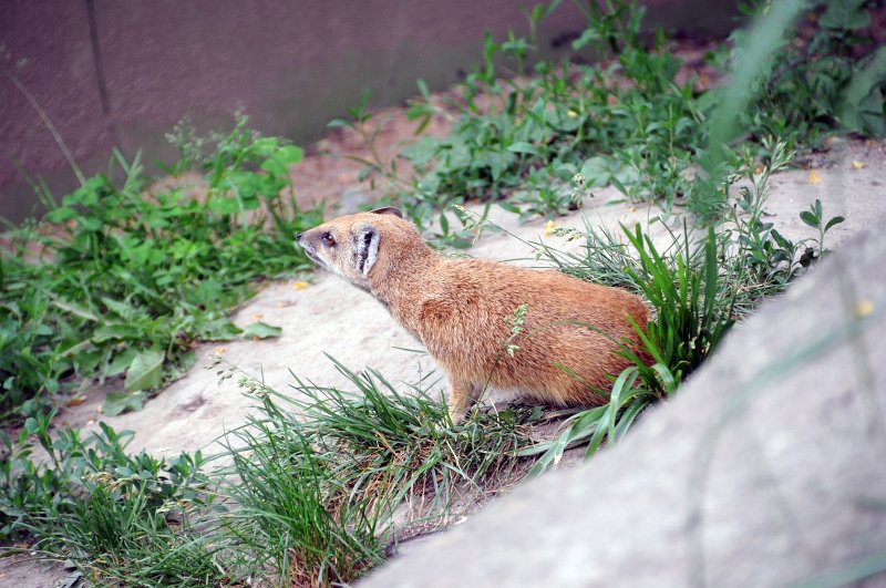 DSC_4843_1.jpg - Mangusta liščí