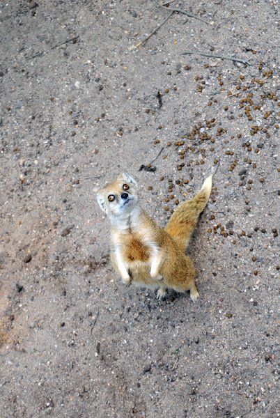 DSC_4845_2.jpg - Mangusta liščí