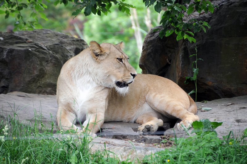 DSC_4872_1.jpg - Lvice