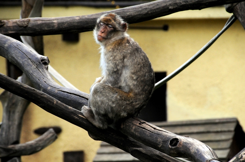 DSC_0256_1.jpg - Makak magot patří k druhu makaků a jsou zcela výjimečné. Jediné opice, které žijí ve volné přírodě v Evropě. Konkrétně na jediném místě na skalách Gibraltaru.