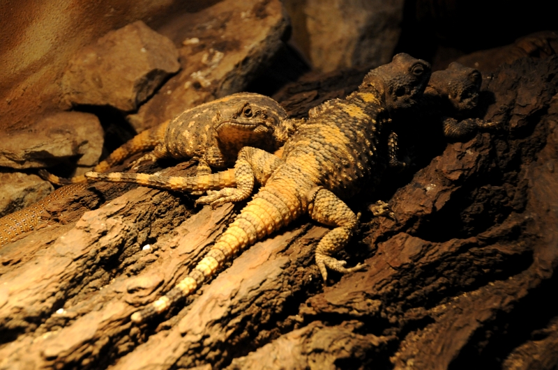 DSC_0289_1.jpg - Agama hardún se živí převážně cvrčky, broukami, sarančaty, drobnými ještěrkami i částmi rostlin. Žije v malých skupinkách, kde je dominantní jeden samec, který pak oplodňuje všechny samice. 