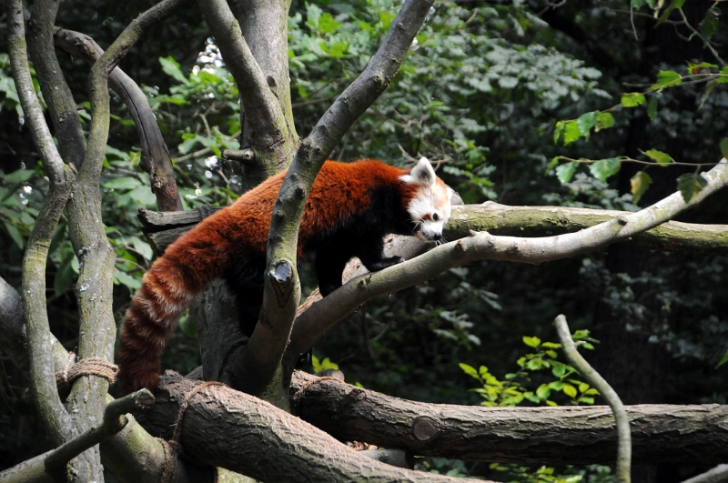 DSC_0323_1.jpg - Panda červená (panda malá), je šelma rozšířená v jižní Asii. Jde o jediného žijícího zástupce čeledi Ailuridae příbuzné lasicovitým, medvídkovitým a skunkovitým šelmám.