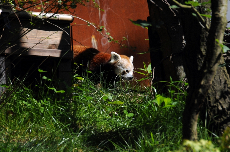 DSC_0325_1.jpg - Délka těla pandy červené je 50 až 60 cm, délka ocasu 30 až 50 cm a dosahuje hmotnosti okolo 3 až 4,5 kg. Dožívá se až 14 let. Má dlouhou, hustou srst, svrchu krásně rudohnědou nebo kaštanovou, naspodu těla a na končetinách leskle černou jen okraje uší, čenich a skvrny nad ušima jsou bělavé.