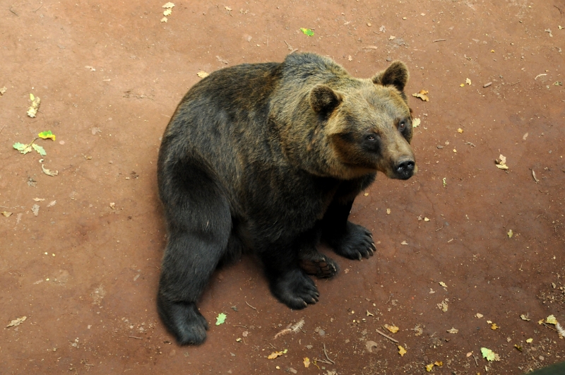 DSC_0496_1.jpg - Medvěd hnědý se v přírodě dožívá až 25 let, v lidské péči pak až 50 let!