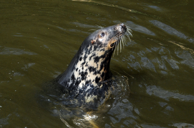 DSC_0601_1.jpg - Také hmatové vousy kolem tlamy jsou vysoce citlivé. Zachycují jemné pohyby vody, které vytváří plovoucí kořist, podle nich ji pak tuleň může vypátrat.