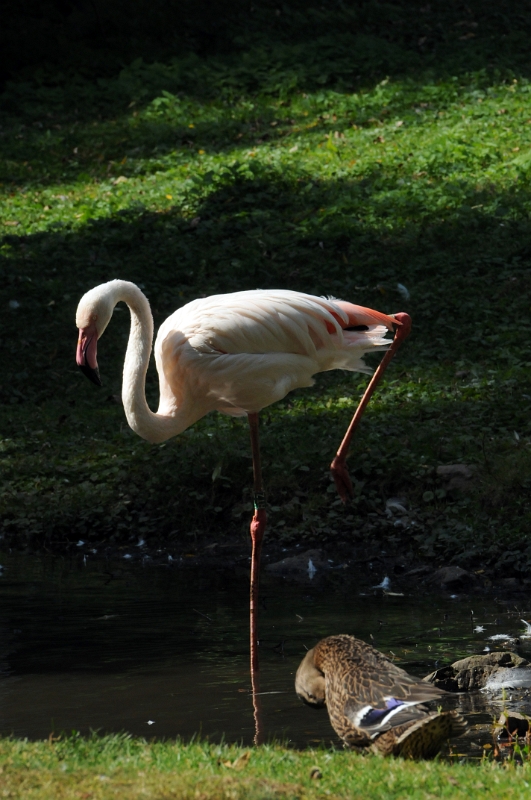 DSC_0620_1.jpg - Plameňák růžový má nohy průměrně 120 - 140 cm vysoké a dosahuje hmotnosti 2100-4100g. 