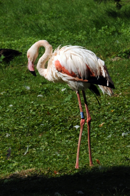 DSC_0622_1.jpg - Je dokázáno, že plameňáci růžoví mají oko větší než mozek. Mláďata mají šedé peří, do růžova se plně vybarví až ve 3 - 4 roce života, kdy pohlavně dospívají. V přírodě se dožívají až 50 let, v zajetí výjiměčně i přes 80 let.