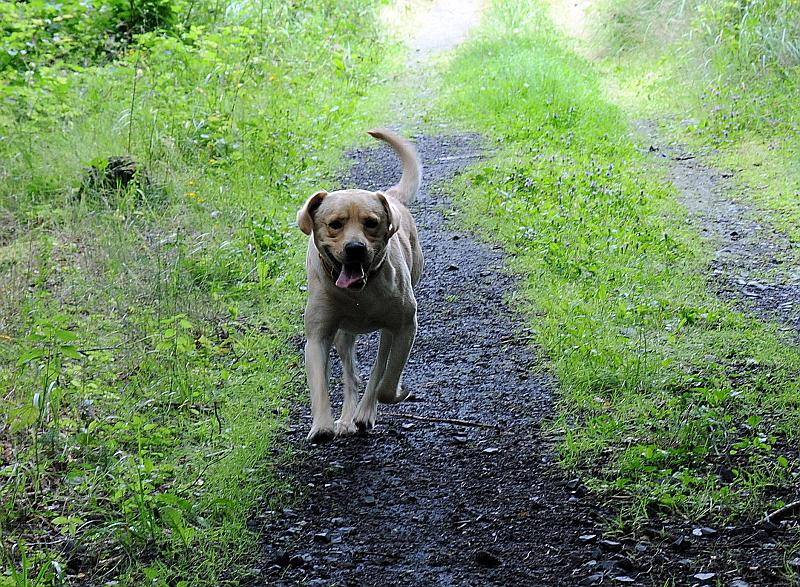 DSC_6903_1.jpg - Charlie